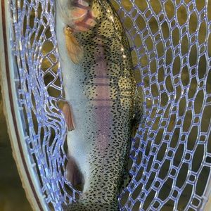 Meet your Posher, Jack